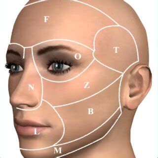 aesthetic regions   face  main aesthetic regions   face
