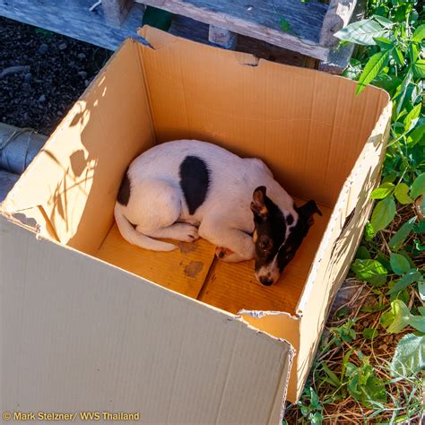 Thailand: Abandoned puppy Matilda // WVS