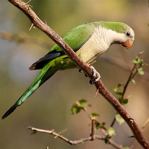 Como Saber Se A Caturrita É Macho Ou Fêmea - Foto caturrita (Myiopsitta monachus) Por Vera Méo | Wiki Aves - A ...