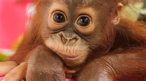 Escuela de la selva de orangutanes, bebé orangután fondo de pantalla ...