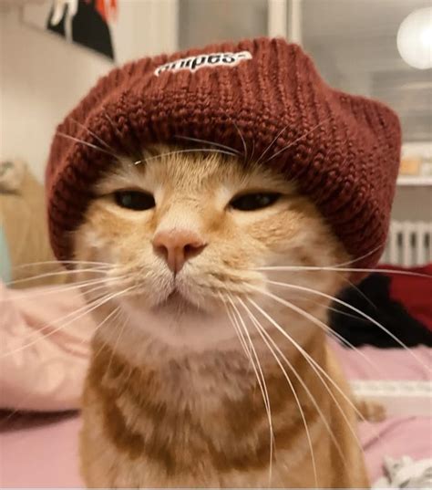 Proud cat