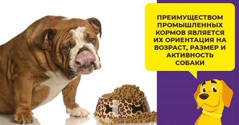 Чем кормить английского бульдога: запрещенные и разрешенные продукты, корма