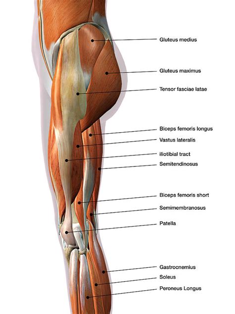 Female Leg Muscles, Lateral View Photograph by Hank Grebe - Pixels