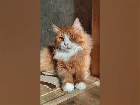 Котики собачки💘 - YouTube