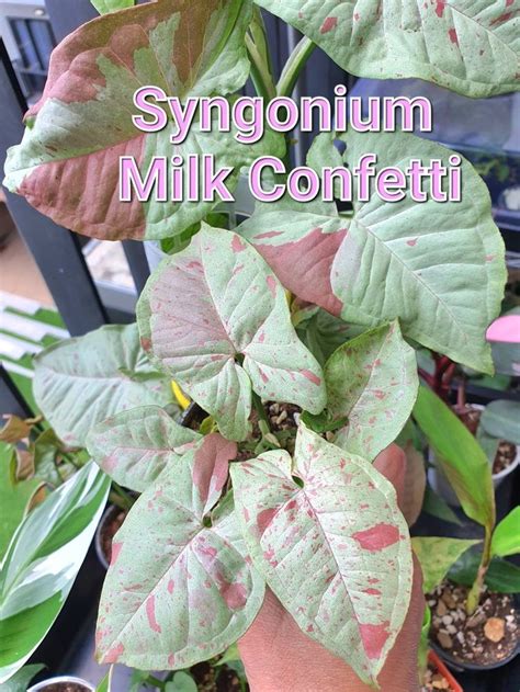 Syngonium Milk Confetti | ต้นไม้