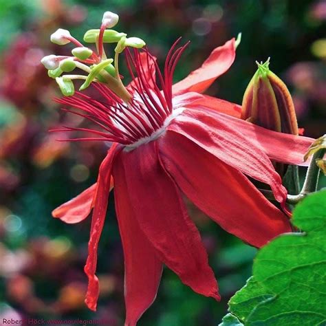 Семена Passiflora COCCINEA (Пассифлора, Страстоцвет) купить c доставкой ...