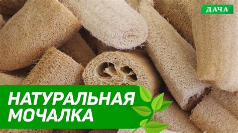 Как вырастить натуральную мочалку из люффы | Экологичная мочалка своими ...