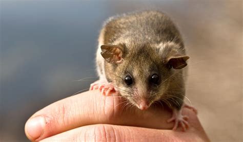 Australian endangered species list