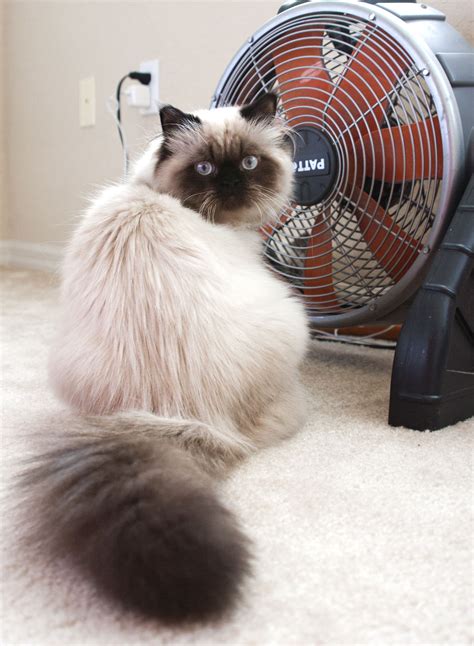 330 Rag doll Cats ideas to save today | cats, beautiful cats, ragdoll