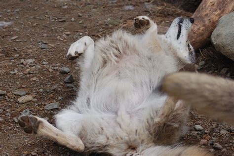 Wolf cut female - limoloud