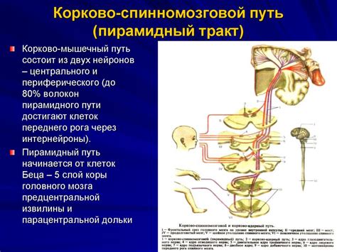 Двигательная нервная система. Центральный и периферический нейрон ...