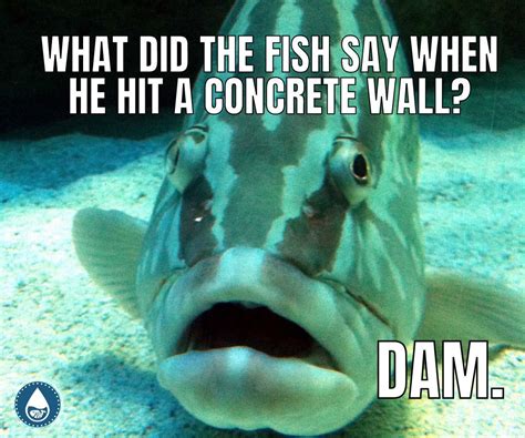 funny  unique fish puns fish puns fishing humor fishing memes