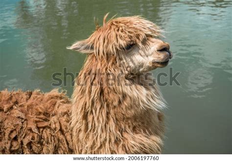 1,416 imágenes de Shaggy lama - Imágenes, fotos y vectores de stock ...