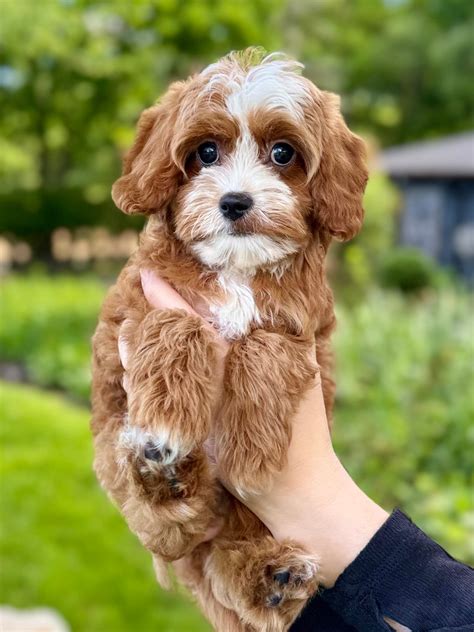 Finding a cavapoo for adoption who is surprisingly already trained 11
