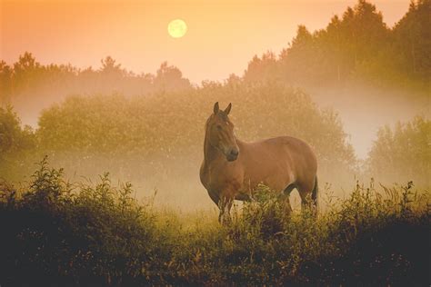 amazing pin   horse  sunsethorse wallpapershorse