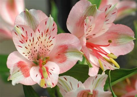 peruvian lily