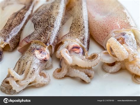 Imagens De Lulas Do Mar - Lulas Bebê Muito Frescas Recentemente Capturadas Mar — Foto © stock2018 ...