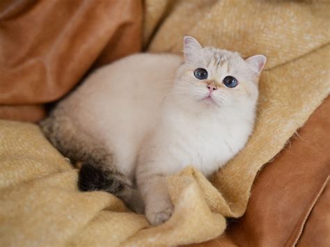 British Shorthair and British Longhair Breeding Plan - Luna and Carson