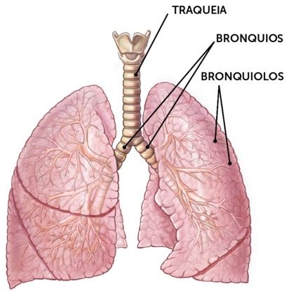 Onde Fica Os Brônquios - Brônquios e Bronquíolos | Árvore Brônquica | Anatomia e Função | Resumo