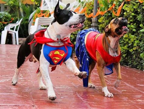 Best Pitbull Halloween Costumes for Your Dog.