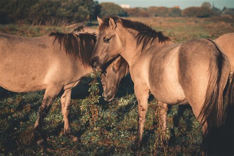 Horsehair 이미지 – 찾아보기 16,343 스톡 사진, 벡터 및 비디오 | Adobe Stock