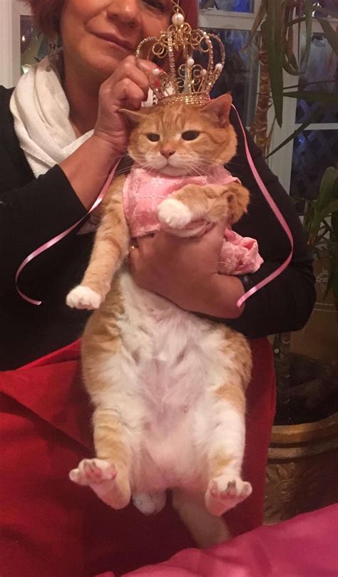 Cat Gets Quinceanera For Her 15th Birthday - The Dodo