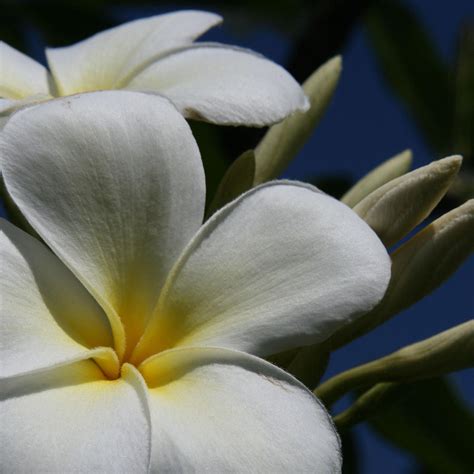 Pua Lena Pua Lei Aloha Tropical Plumeria Maui Hawaii by Sharon Mau