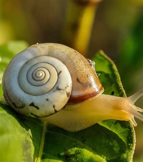 Why Is Snail Mucin in Hype? - Glam Skin Review