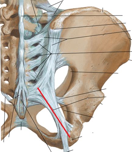 Ischioprostatic Ligaments 