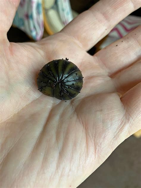 Sphaerotherium giganteum in da house : r/millipedes