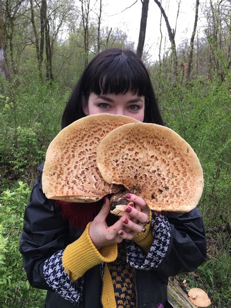 Anyone have some good pheasant back mushroom recipes? I heard they can