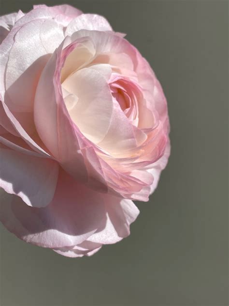 Flower | Ранункулюс | Лютик | Bellissimi fiori, Fiori, Ranuncolo