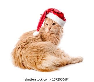 Cute Funny Cat Santa Hat On Stock Photo 1572036694 | Shutterstock