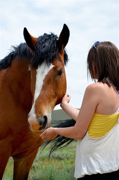 bay draft horse  woman stock image image  visit