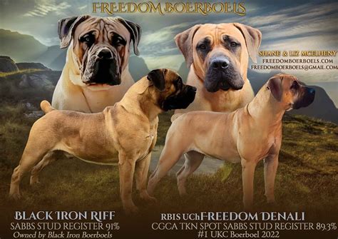Boerboel Puppies For Sale