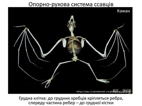 Клас Ссавці. Особливості будови - презентация онлайн