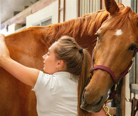 Freelance Groom and Equestrian Business Liability Insurance | Harry