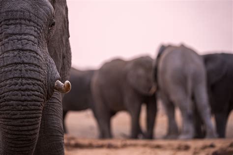 Madikwe Safari | Madikwe.com | South Africa