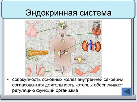 Железы организма человека - презентация онлайн