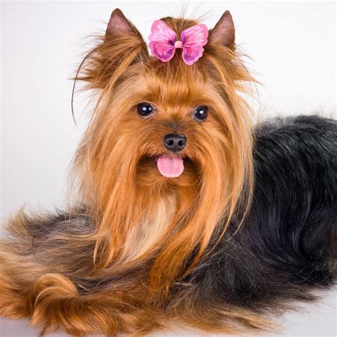 Silky Yorkie Hairstyles