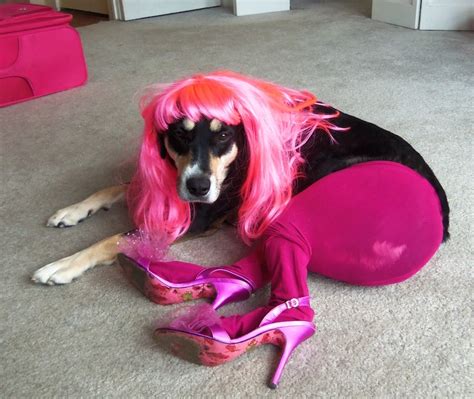 13 Animals Wearing Clothes That Make The Dog Pants Picture Irrelevant ...