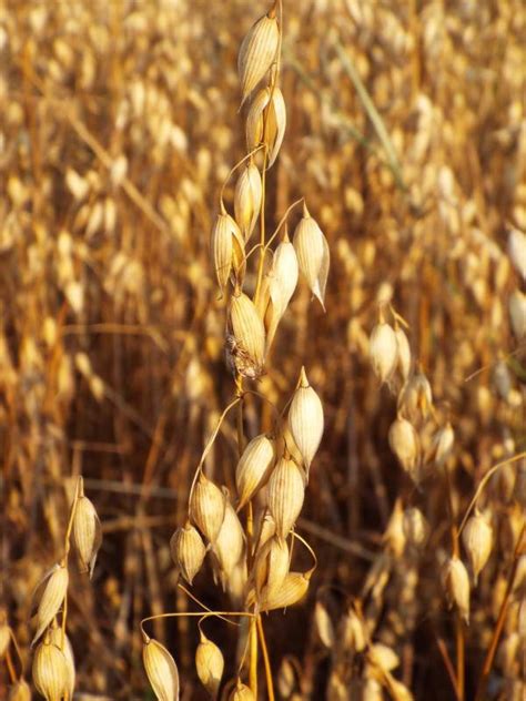 Овес посевной или обыкновенный (Avena sativa L.)