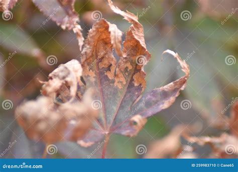 Leaves burned by the sun stock photo. Image of acer - 259983710