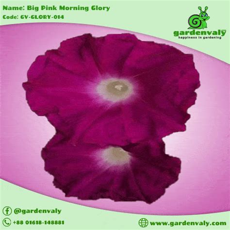 Beautiful Big Pink Morning Glory-05 Seeds - GardenValy.com