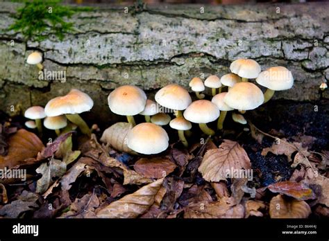 Fungi on Fallen tree in wood Stock Photo - Alamy