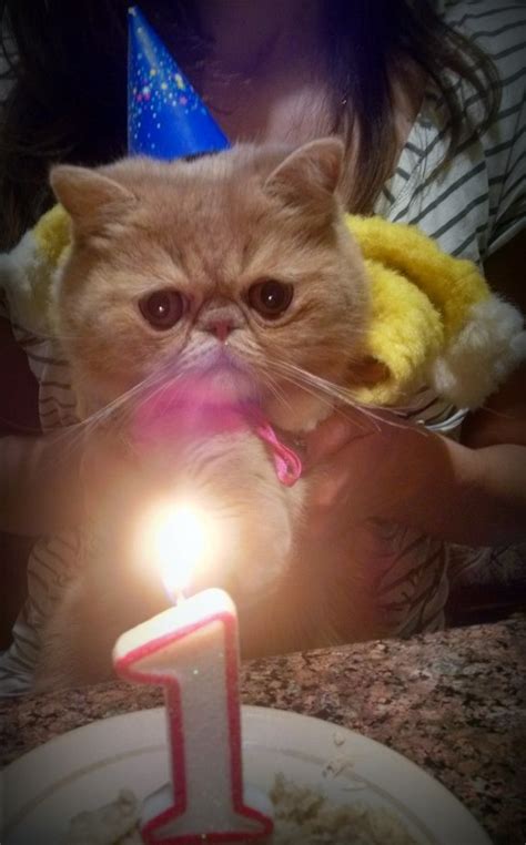Котик Батон | ВКонтакте