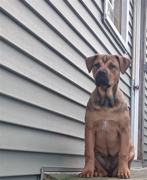 Rott mix?? : r/Rottweiler