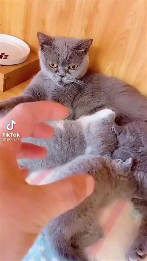 Funny cats 😂 | Смешные животные, Кошачьи фотографии, Кошачьи
