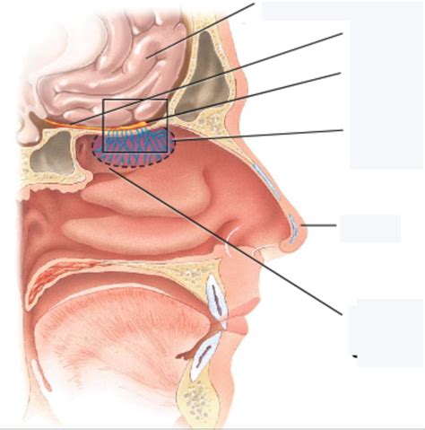 Nose Diagram | Quizlet