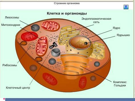 Клетка, ткани - презентация онлайн